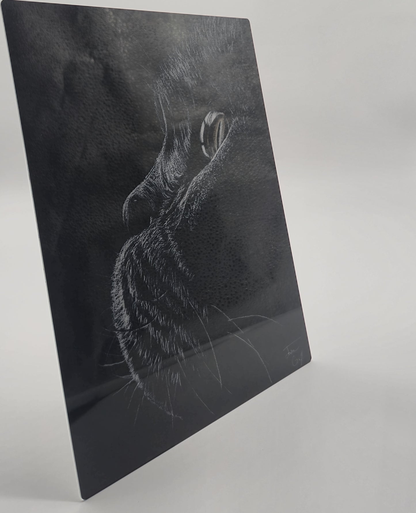 The Metal Print Series No. 10: "Whiskers of Wisdom"